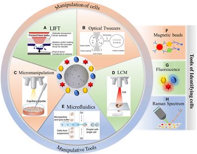 Raman cell sorting for single-cell research